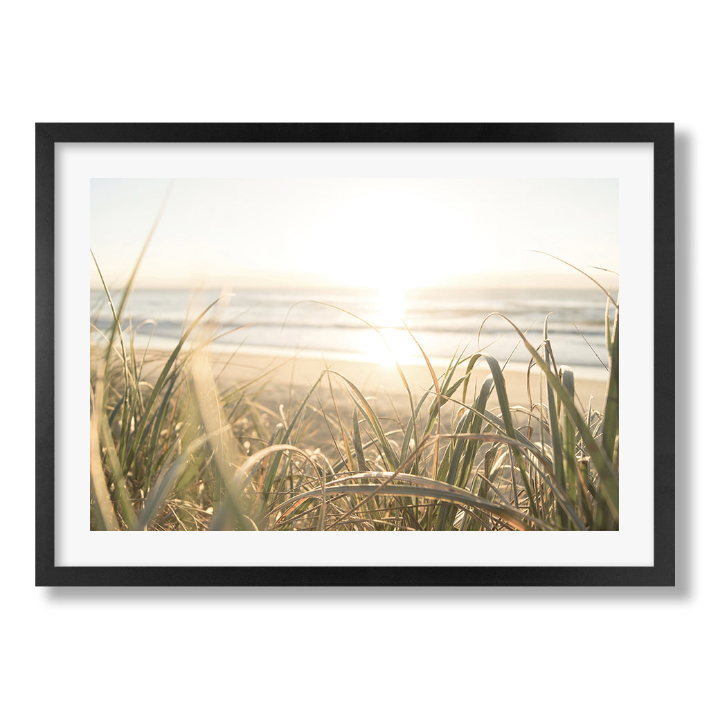 Beach Grass