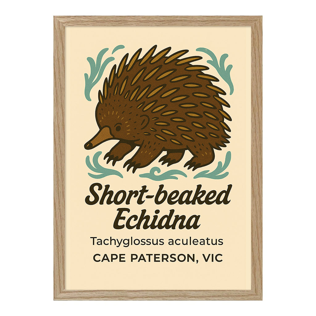 Short Beaked Echidna